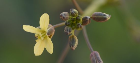 African Mustard Flower