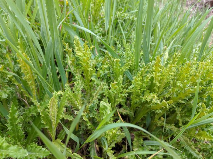 Puccinia punctiformis plant