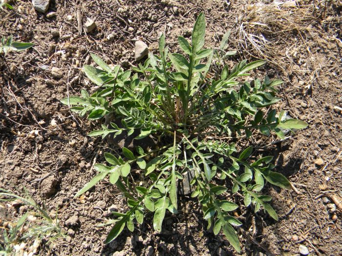 Diffuse Knapweed plant