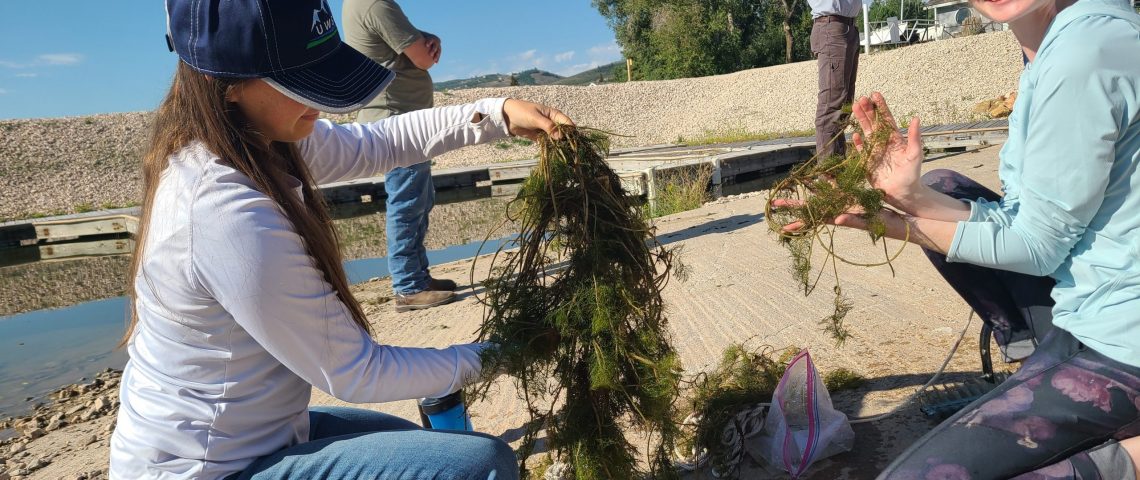 Weed Workers examine water weed removed from water