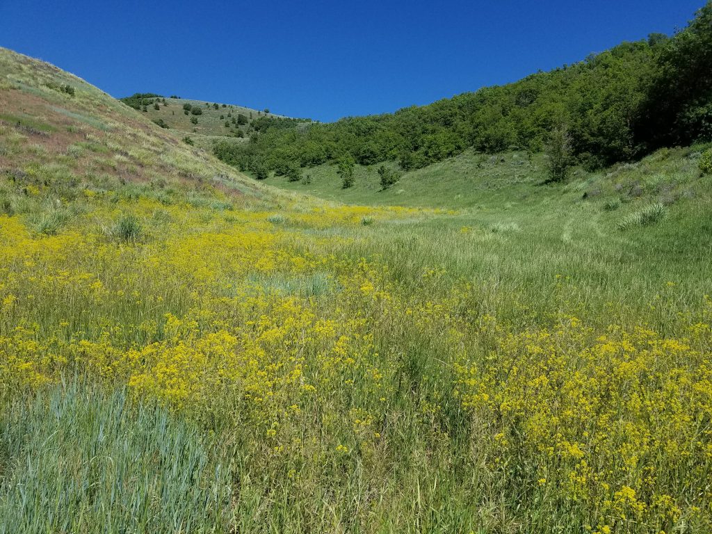 Area infested with yellow toadflax