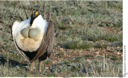 shows Greater Sagegrouse strutting