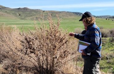 Woman looking at noxious weed on tour through Weber and Cache counties