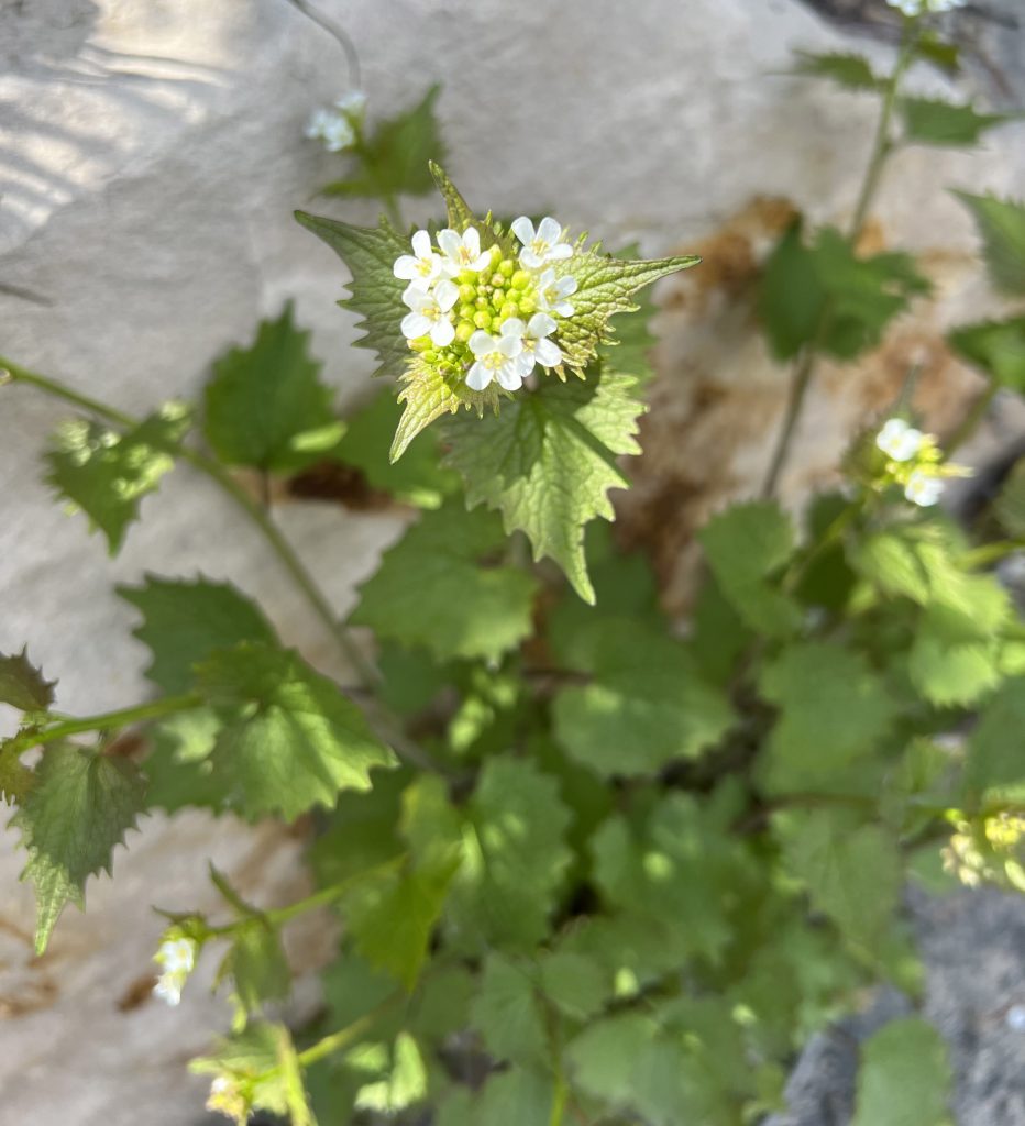 Summit CWMA Garlic Mustard Trials UWSA